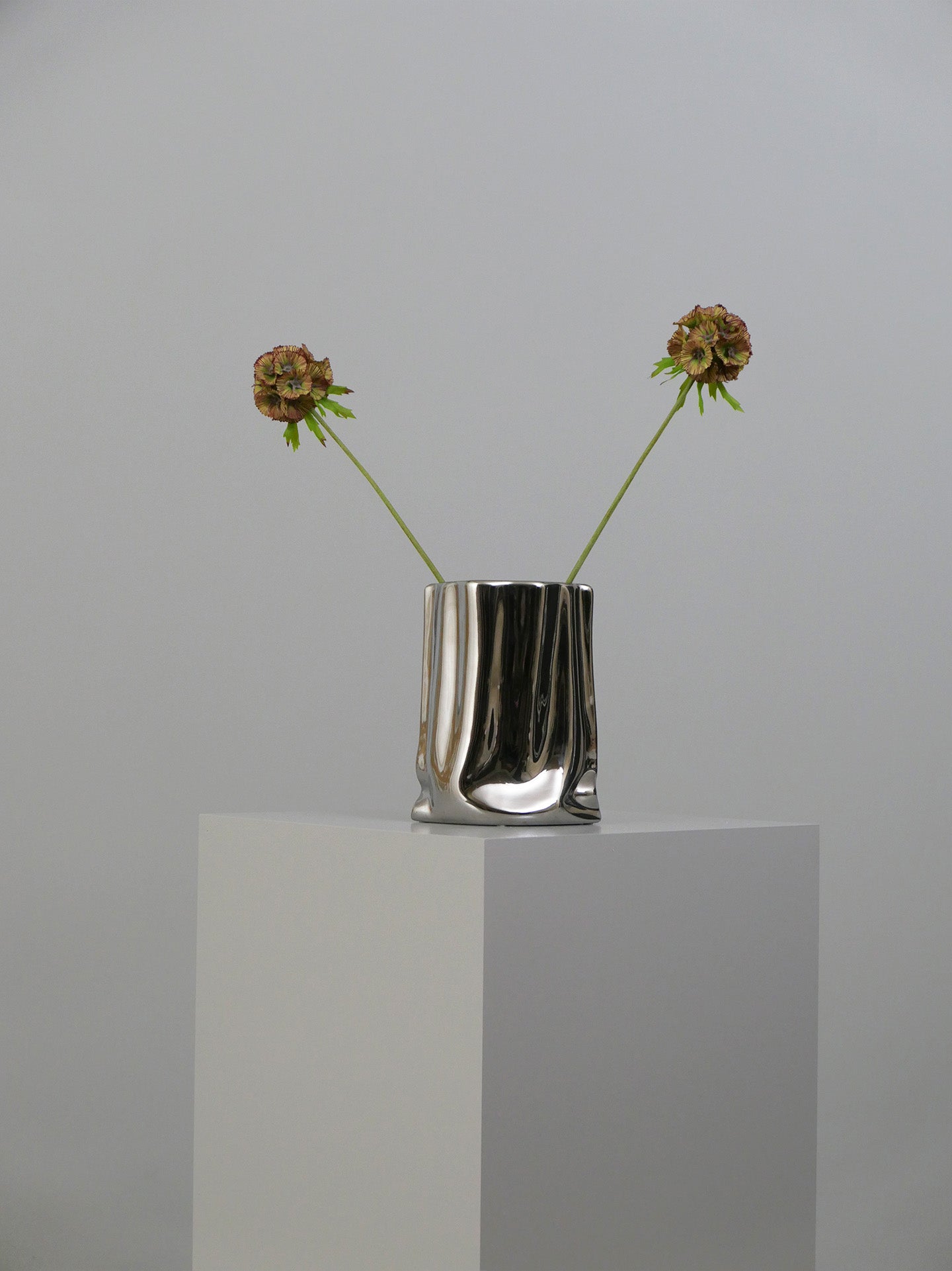 Scabiosa Seed Pod Flower - Purple